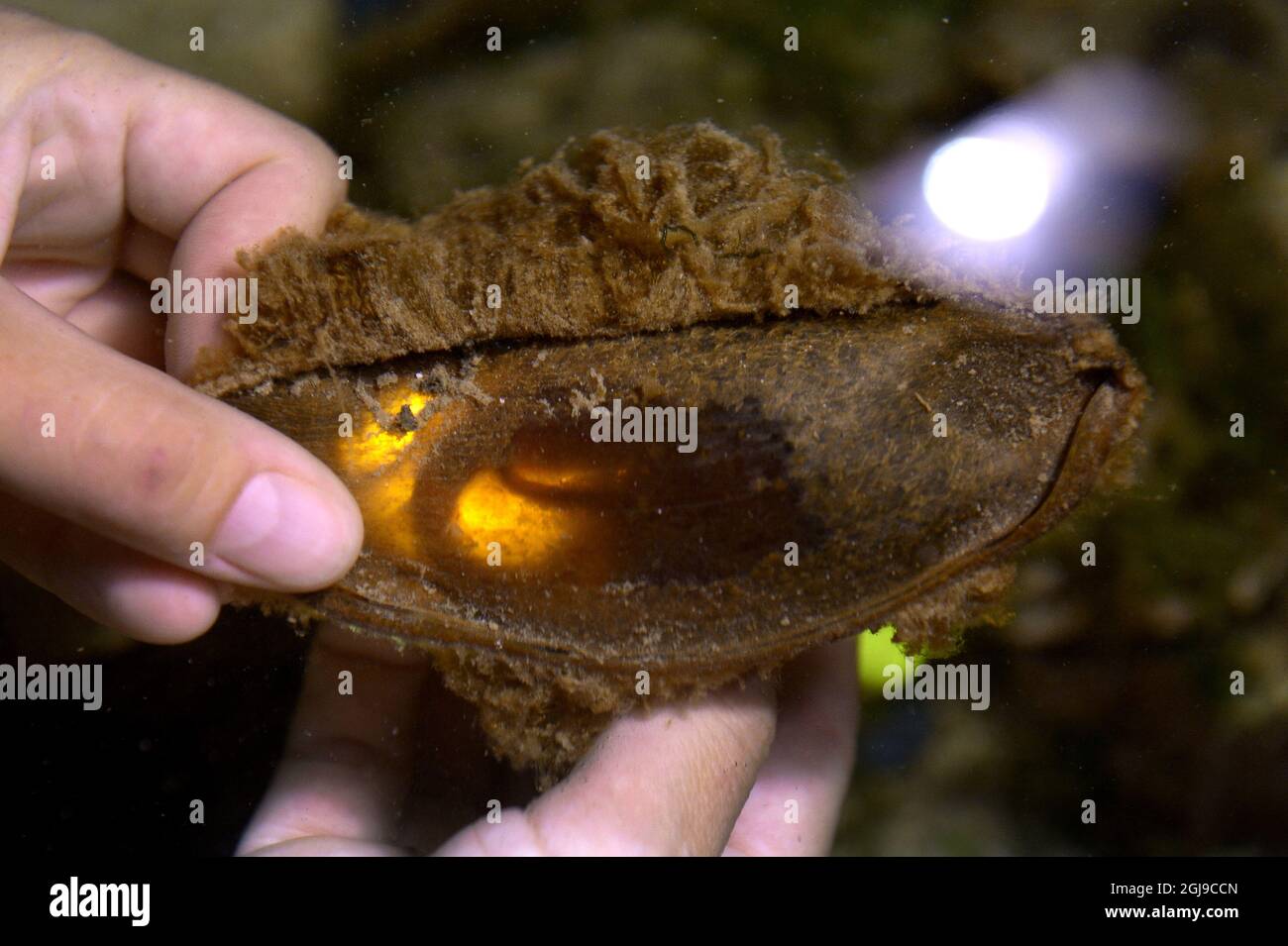 Bamboo sharks hires stock photography and images Alamy