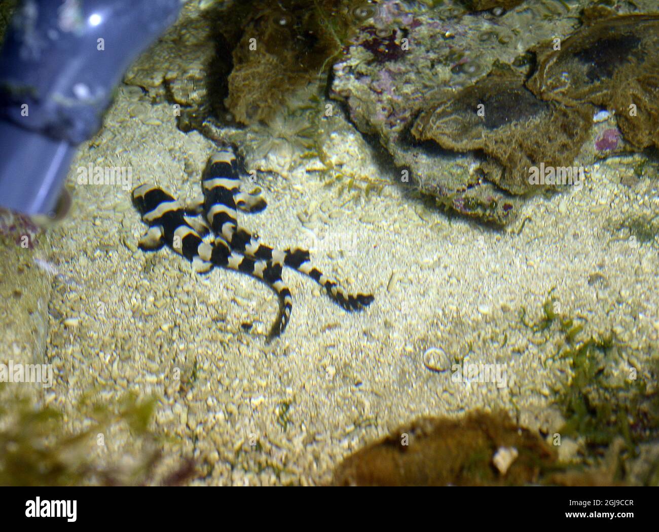 Bamboo sharks hires stock photography and images Alamy