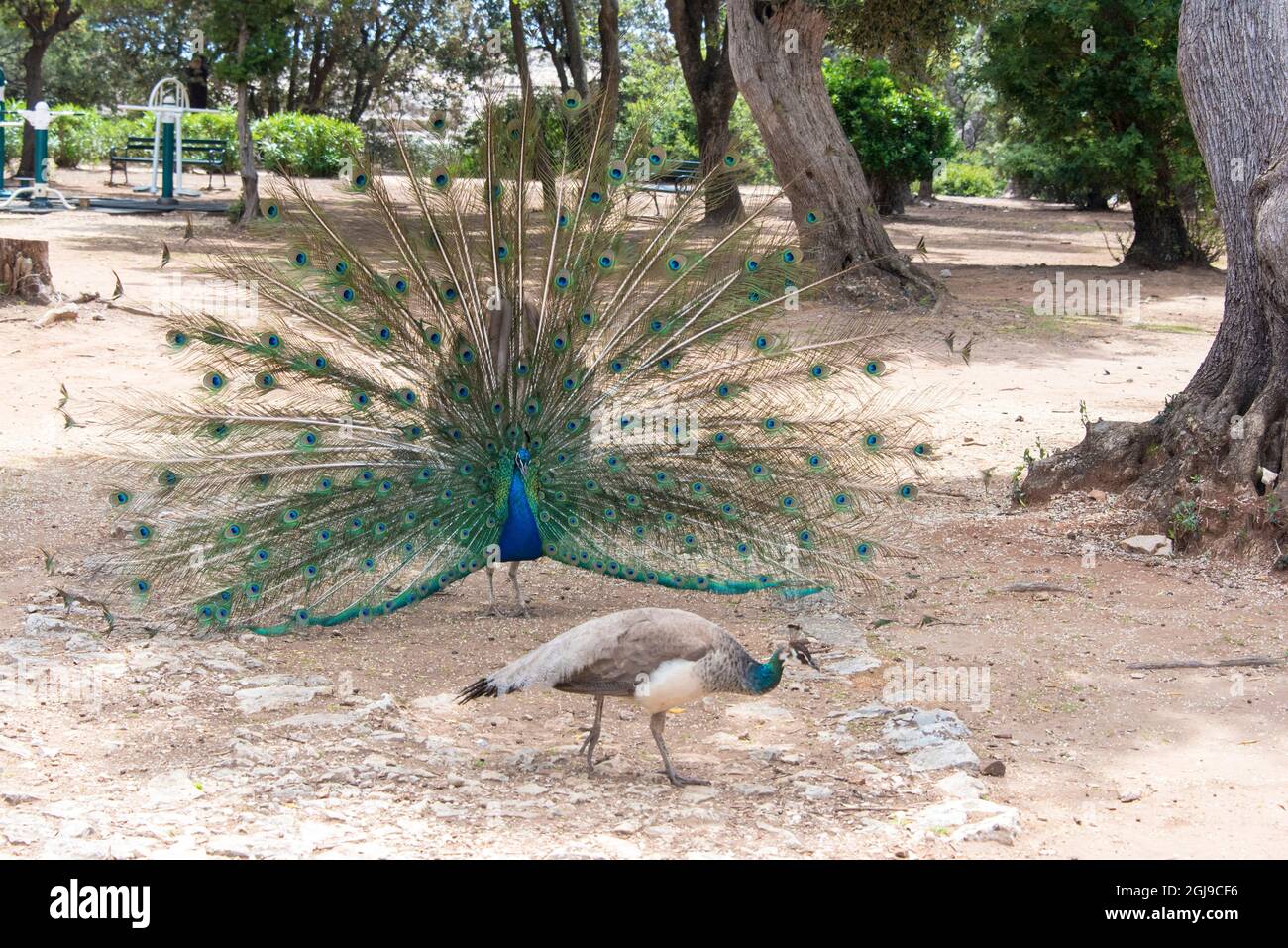 Croatia, Dubrovnik, Lokrum Island. Peacock displays for peahen. No predators  on island make wildlife acclimated Stock Photo - Alamy