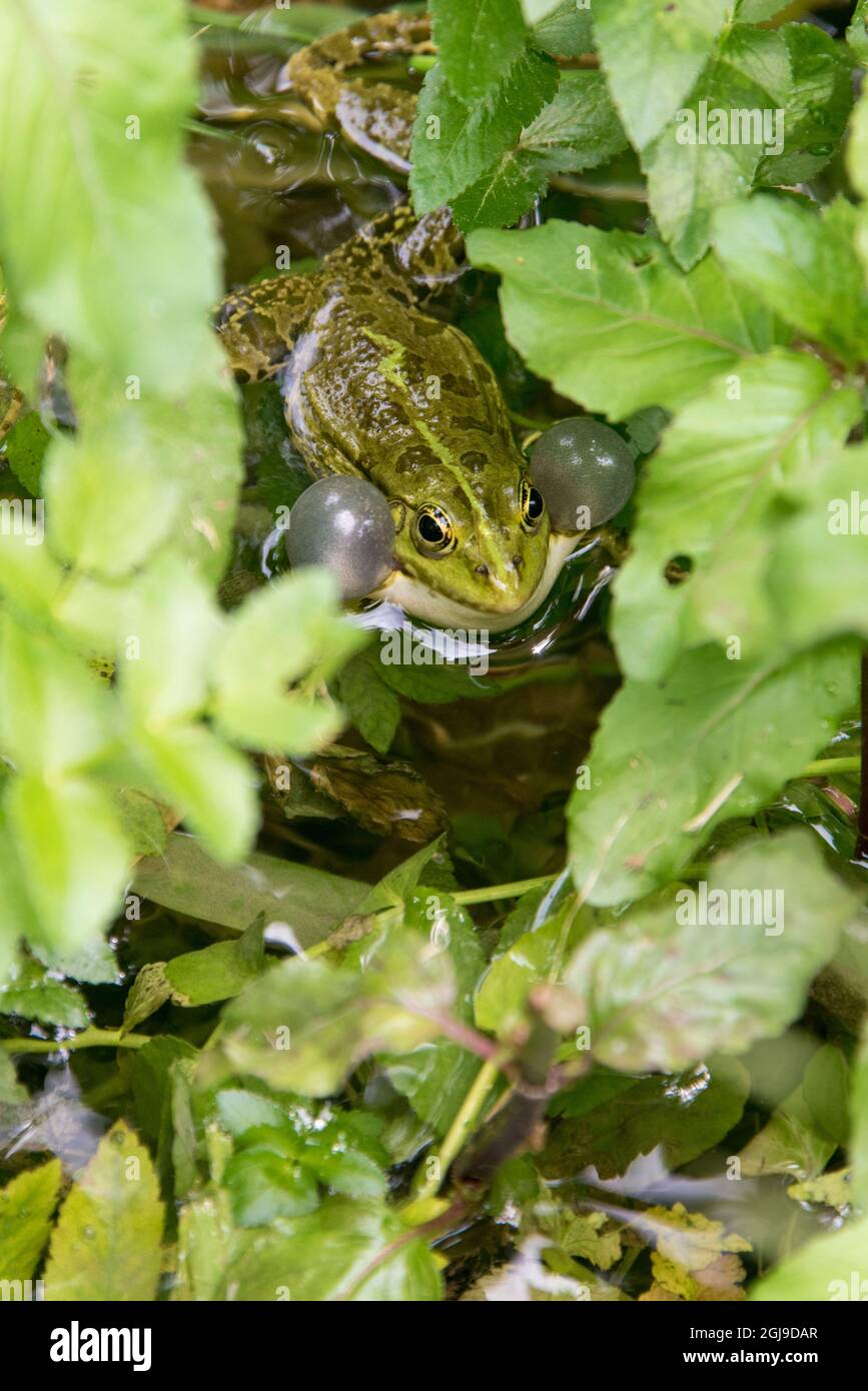 Eurasian Marsh Frog (Pelophylax ridibundus) croaking Krka National Park Stock Photo