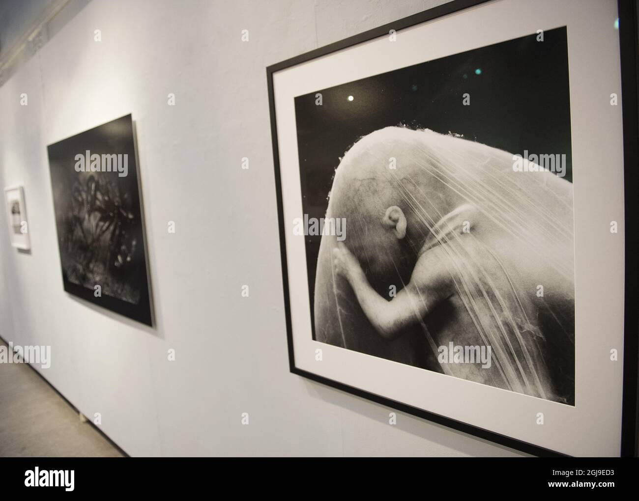STOCKHOLM 2015-09-30 The opening of world famous photographer Lennart Nilsson , 93, exhibition Â”A Child is Born' at the Galley Contrast in Stockholm, Sweden, September 30, 2015. The exhibition marks the 50th anniversary of the book. Foto: Maja Suslin / TT / Kod 10300  Stock Photo