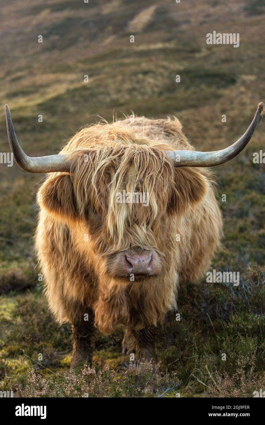 Scotland, The Isle of Skye. Close-up of highland cow Stock Photo - Alamy