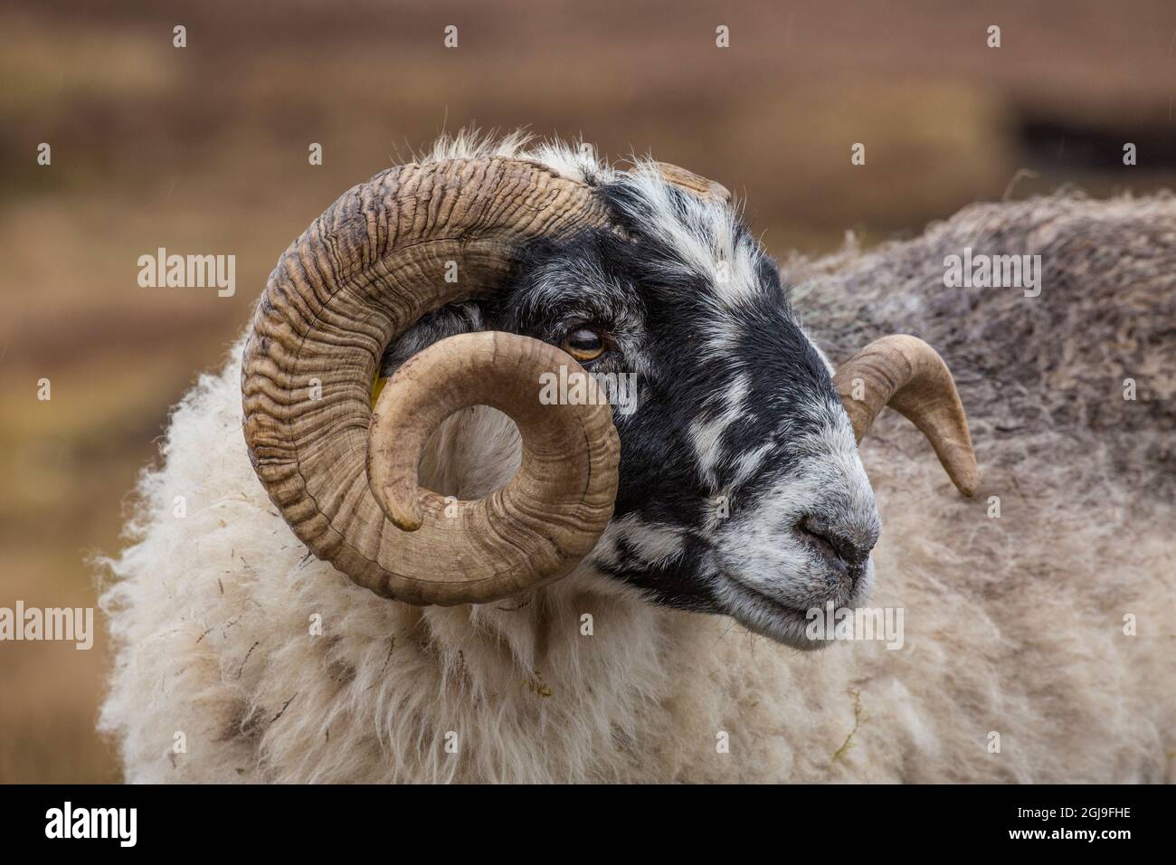 Scotland. Scottish blackfaced sheep head closeup Stock Photo Alamy