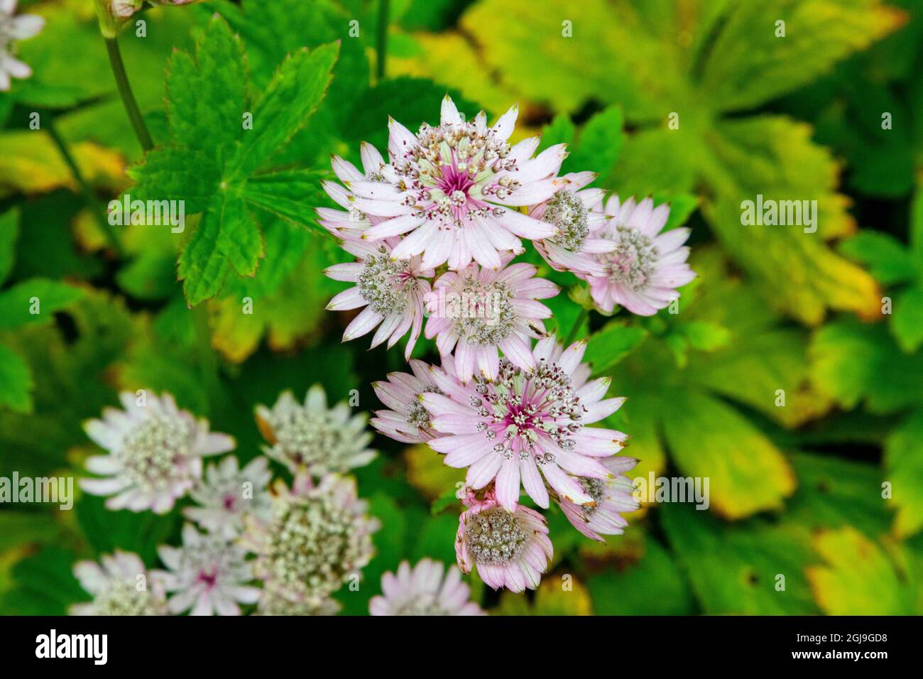 Masterwort flowers are found in the extensive, beautiful gardens at Cawdor Castle, Scotland. Stock Photo