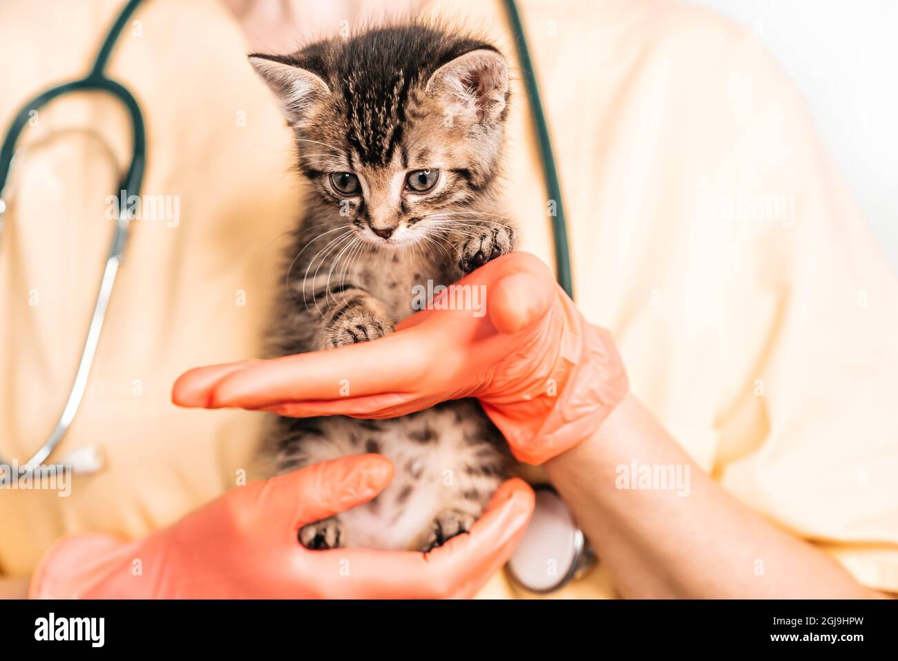 Examination of a mongrel kitten at a veterinarian in a vet clinic. Inspection of a pet, a funny little tabby cat in the arms of a girl. Stock Photo