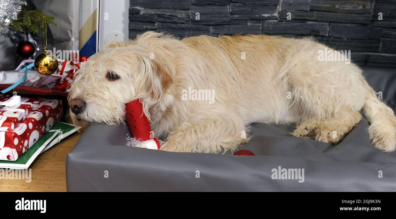 Rocket dog deals stellan