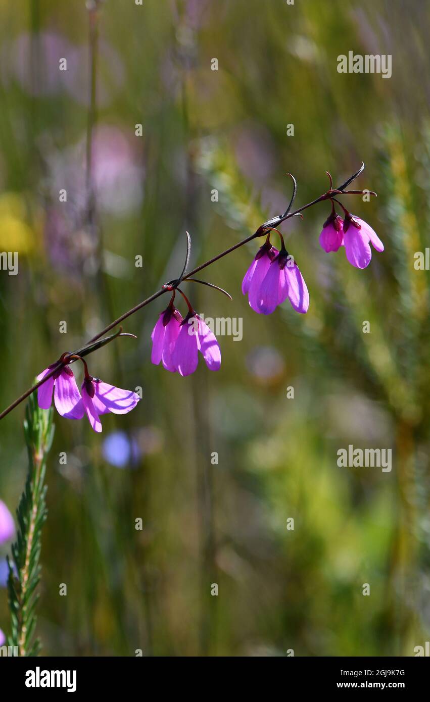 Delicate drooping flowers of the native Australian Black Eyed Susan, Tetratheca shiressii, family Elaeocarpaceae, growing in Sydney heath. Stock Photo