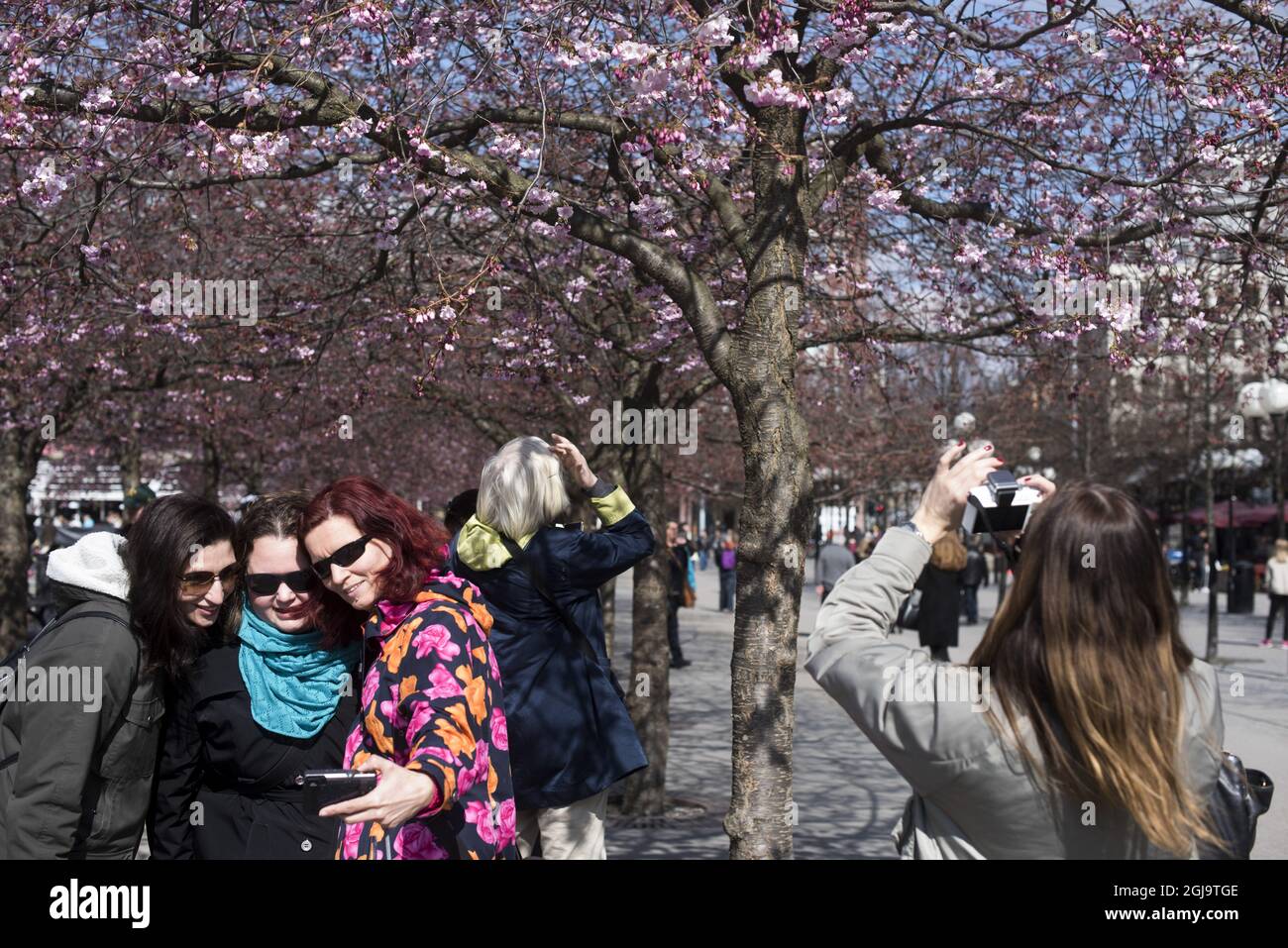 Visitors take a selfie with blooming cherry trees in the background in Kungstradgarden park in Stockholm, Sweden, on April 15, 2016. Weather forecasts predict changeable weather conditions with about 10 degrees Celcius in Stockholm during the weekend. Photo: Henrik Montgomery / TT / code 10060 Stock Photo
