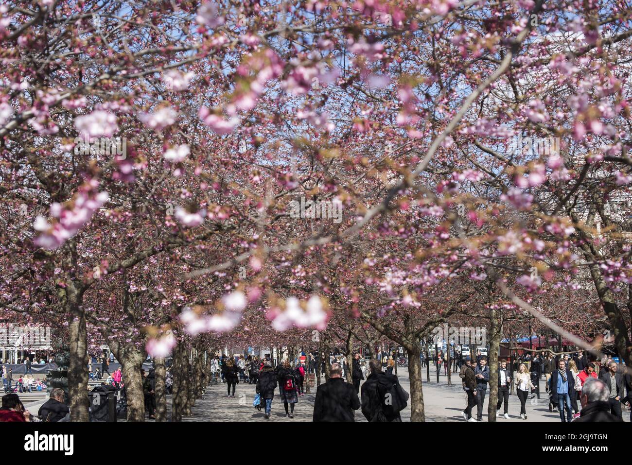 People stroll under blooming cherry trees in Kungstradgarden park in Stockholm, Sweden, on April 15, 2016. Weather forecasts predict changeable weather conditions with about 10 degrees Celcius in Stockholm during the weekend. Photo: Henrik Montgomery / TT / code 10060 Stock Photo