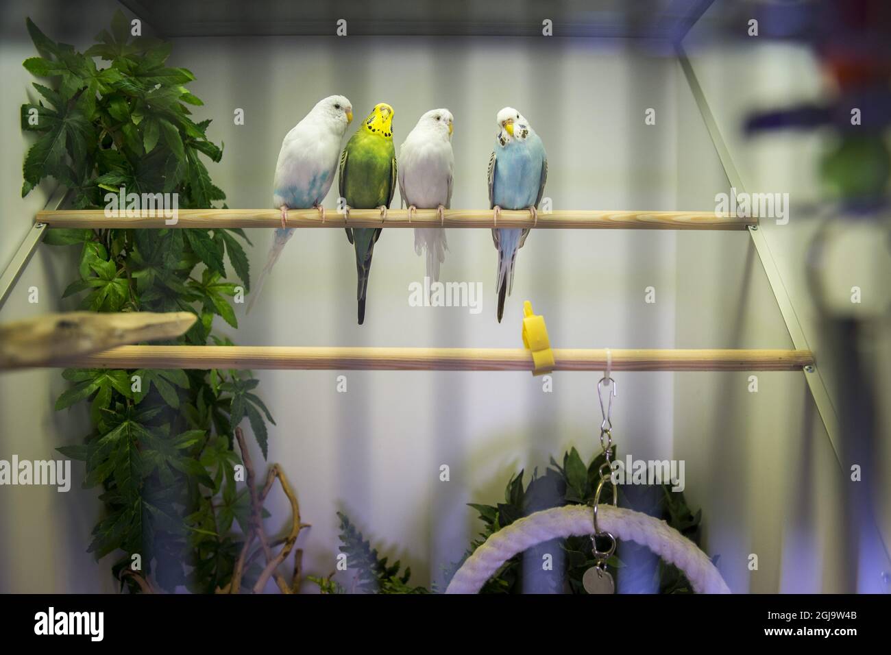 parakeet shop