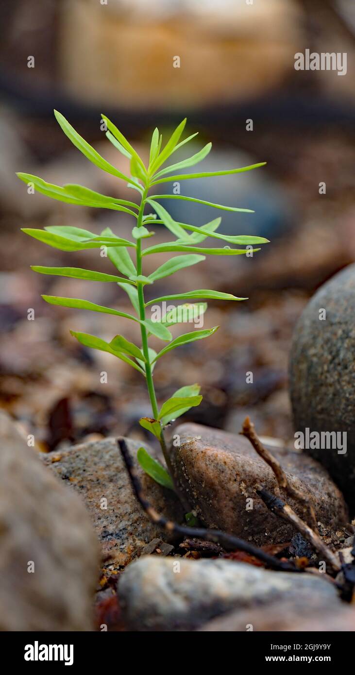 Closeup of a butterandeggs plant starting to grow on a beach with