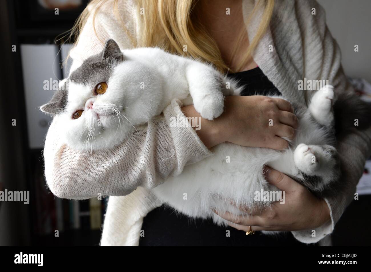STOCKHOLM 2016-04-04 Cat of the rase Exotic. Foto: Anders Wiklund / TT / Kod 10040 domesticated animals, breeding, pets, fur, allergic reaction  Stock Photo