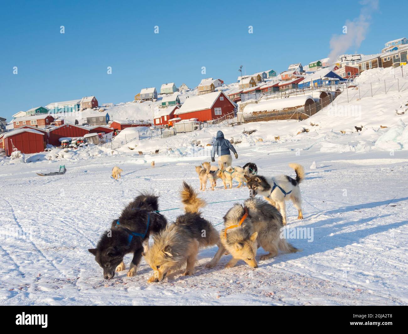 mushing boots