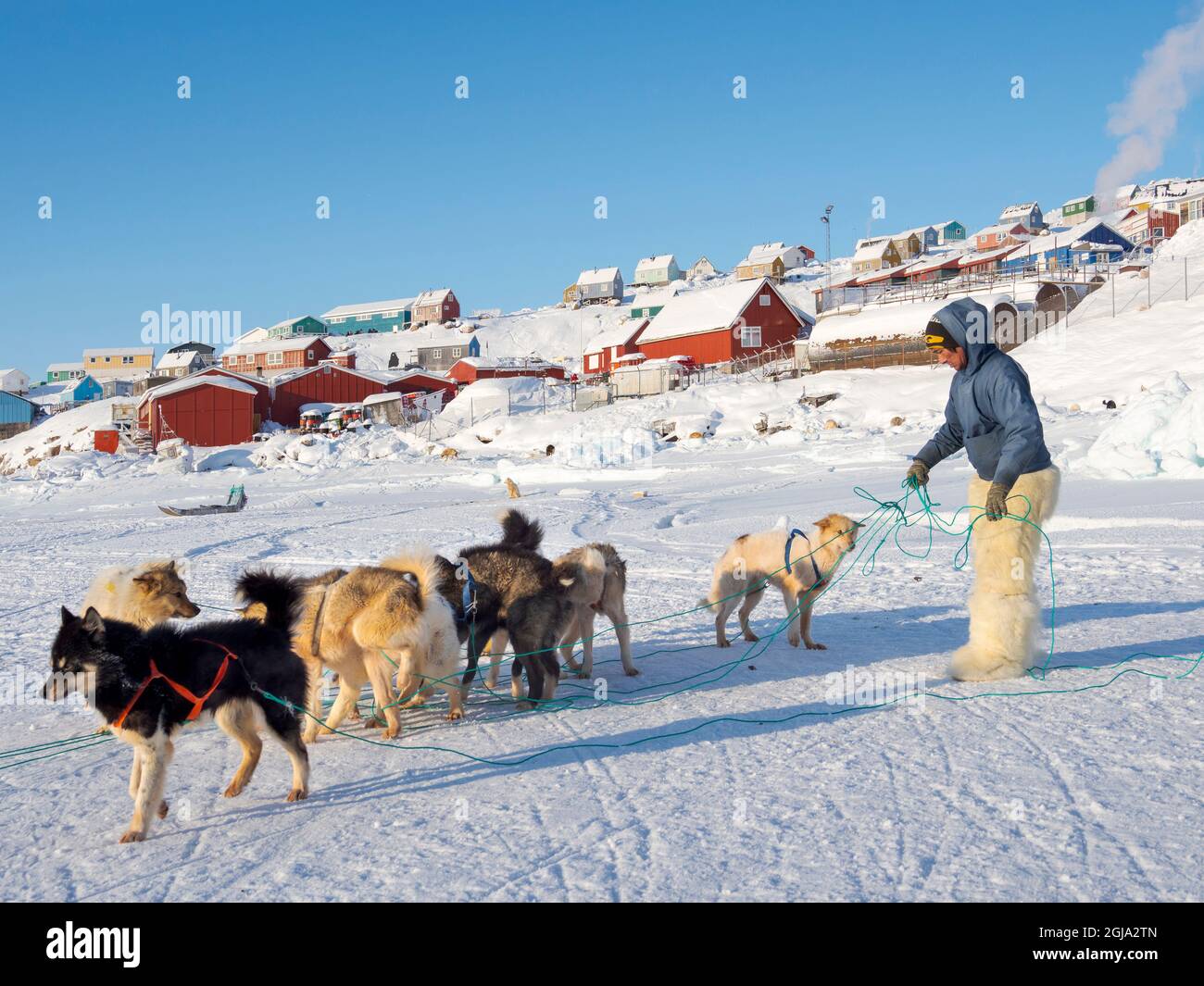 Harnessing sled dogs. The hunter is wearing traditional trousers and