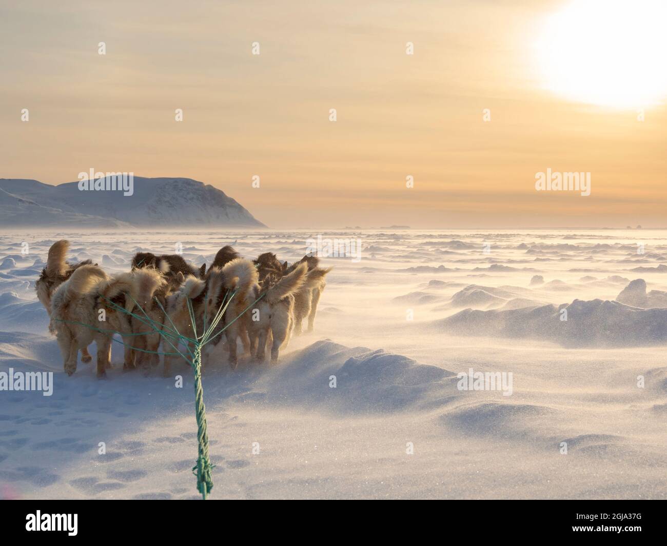 Dog sled in a fan hitch during a storm on the sea ice of the Melville