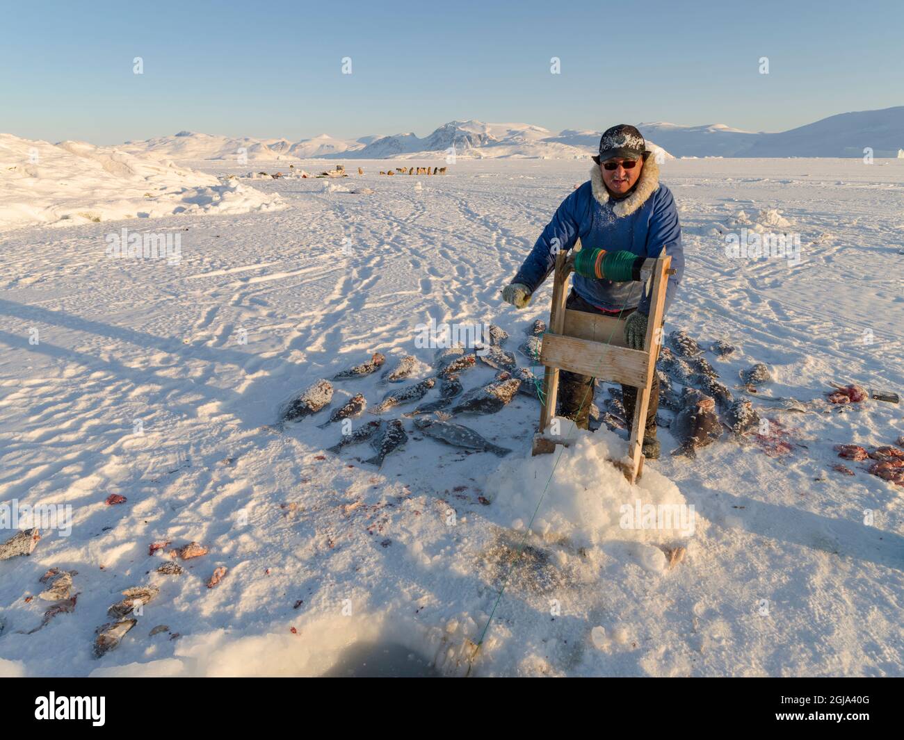 Fisherman with caught halibut on the sea ice of the frozen Melville Bay, near Kullorsuaq, Greenland, Danish territory. (Editorial Use Only) Stock Photo