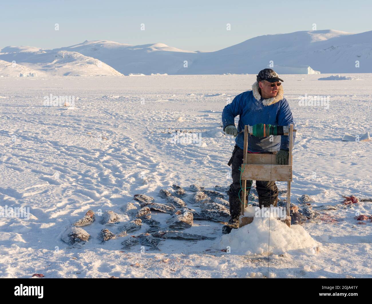 Fisherman with caught halibut on the sea ice of the frozen Melville Bay, near Kullorsuaq, Greenland, Danish territory. (Editorial Use Only) Stock Photo