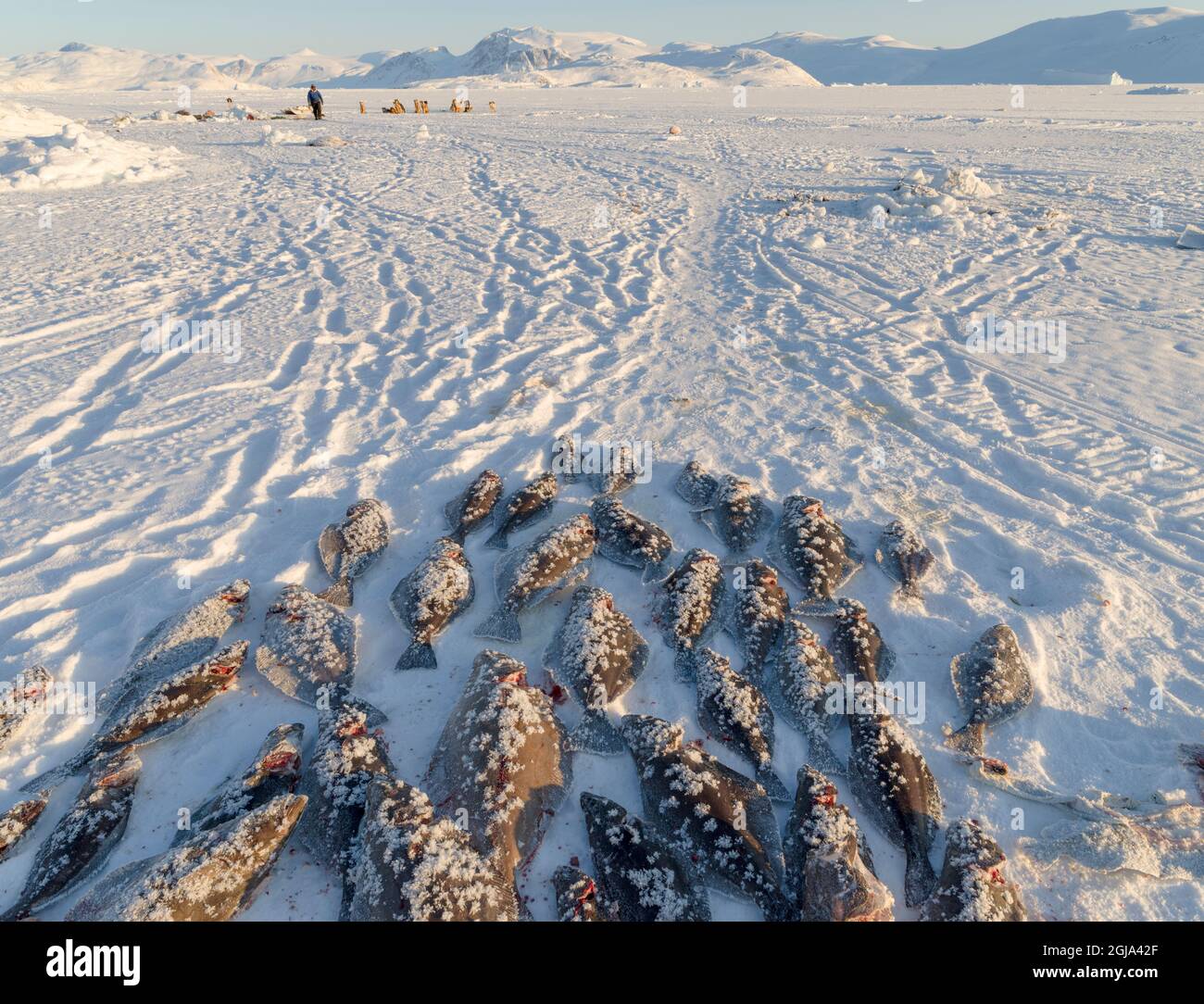 Fishing for halibut on the sea ice of the frozen Melville Bay, near Kullorsuaq, Greenland, Danish territory Stock Photo