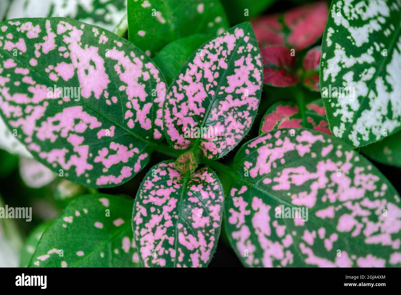 Polka Dot Plant Stock Photo Alamy
