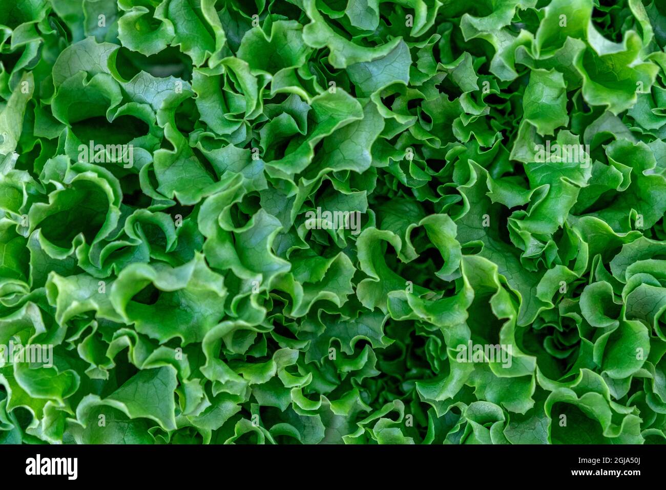 Romaine Lettuce Stock Photo