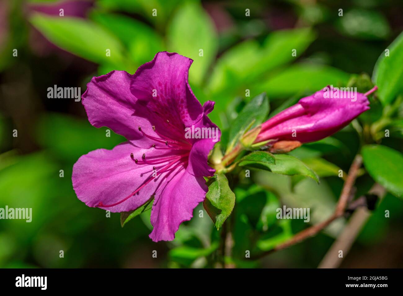 Azalea pink hi-res stock photography and images - Alamy