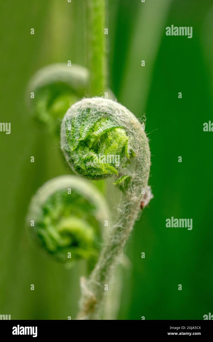 Cinnamon fern fiddleheads Stock Photo Alamy