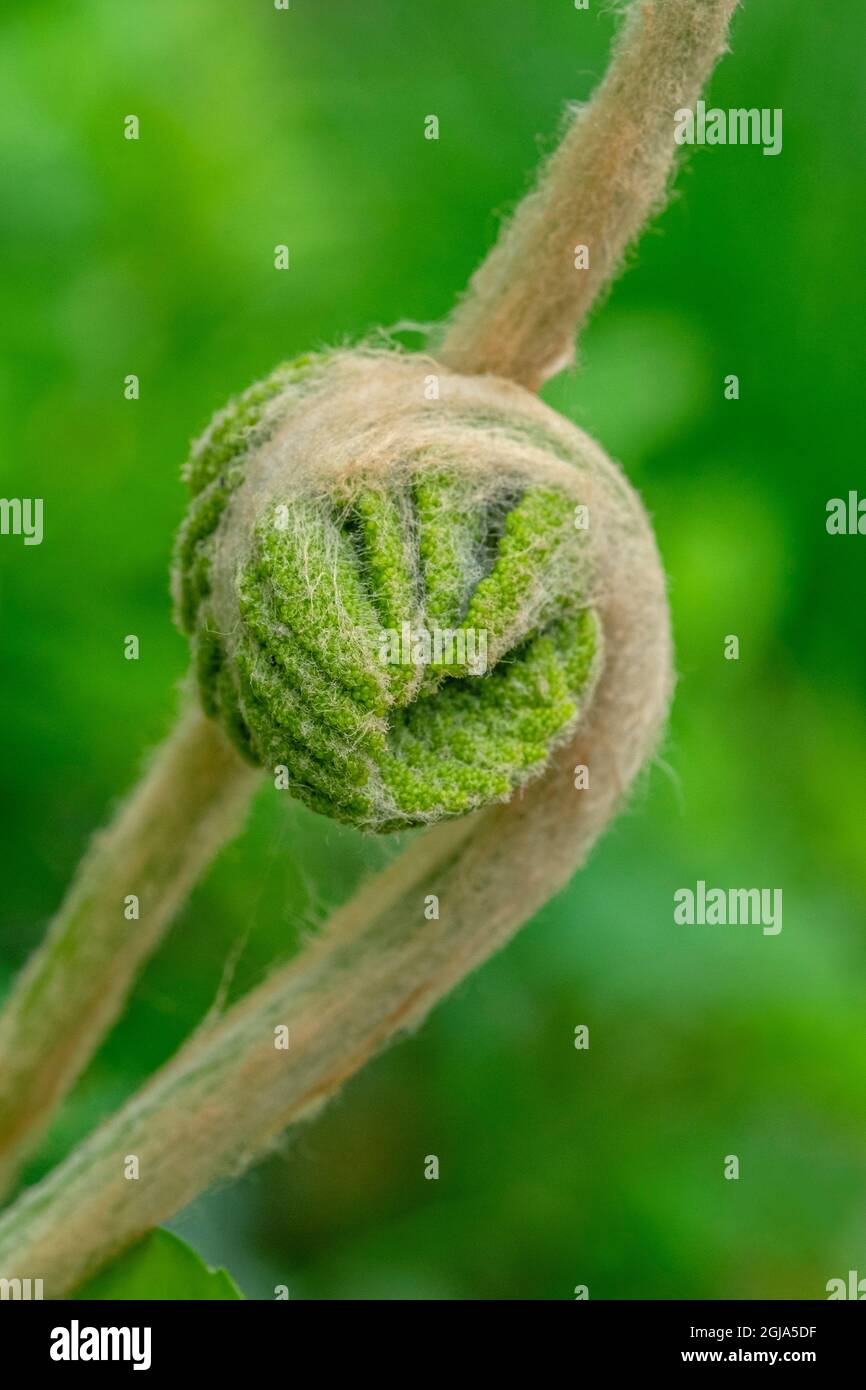 Cinnamon fern fiddlehead Stock Photo Alamy