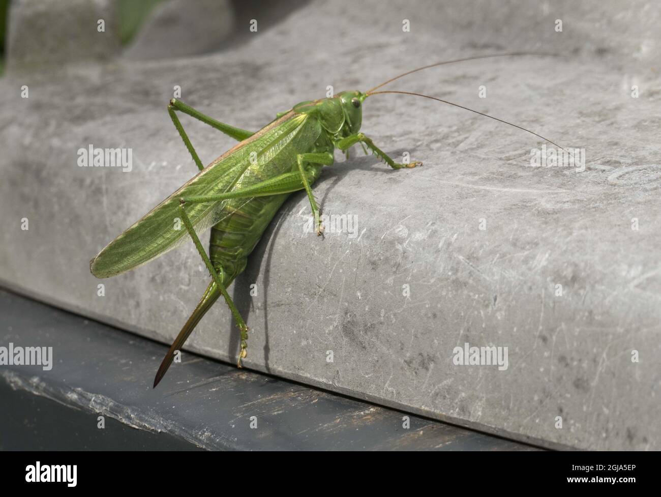 STOCKHOLM 2016-08-09 Bush Cricket , Tettigoniidae, Katydids, insect nature, environment Leif Blom / TT-Bild kod 50080  Stock Photo