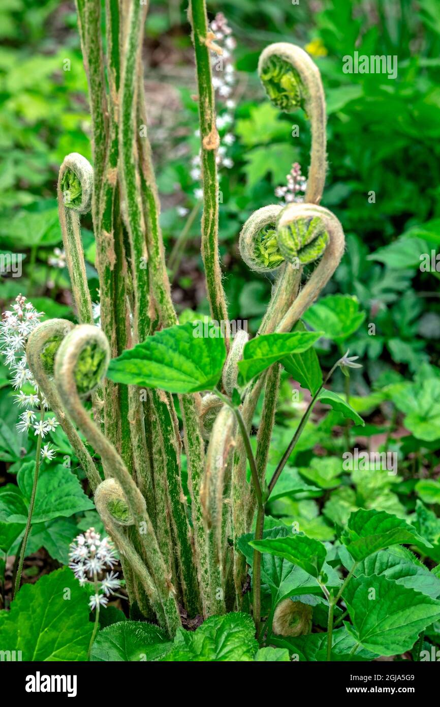 Cinnamon fern fiddleheads Stock Photo Alamy