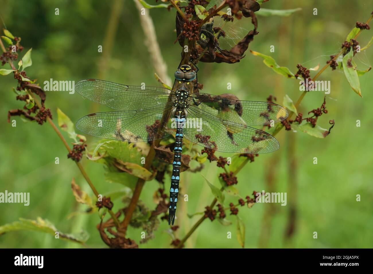 Closeup on a blue colorful  Migrant hawker dragonfly, Aeschna mixta Stock Photo