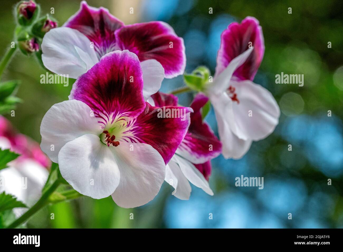 Regal pelargonium Stock Photo