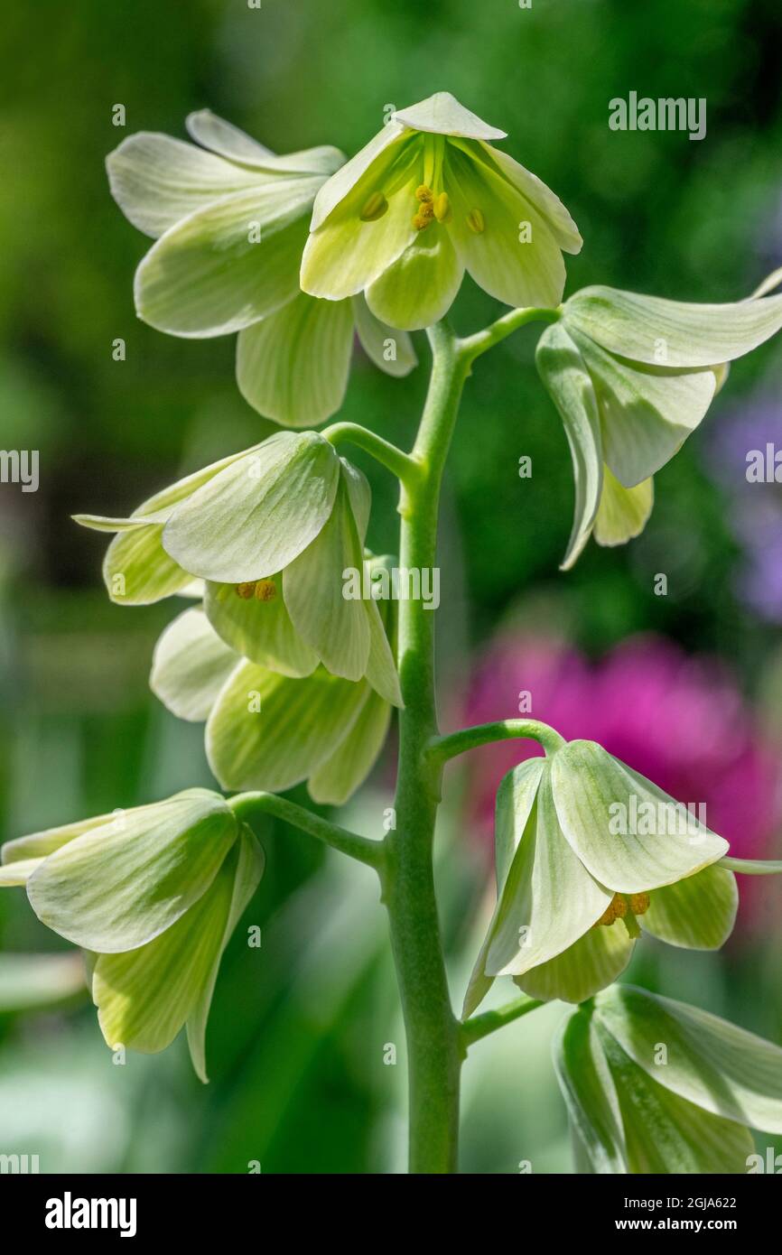 Fritillary Stock Photo