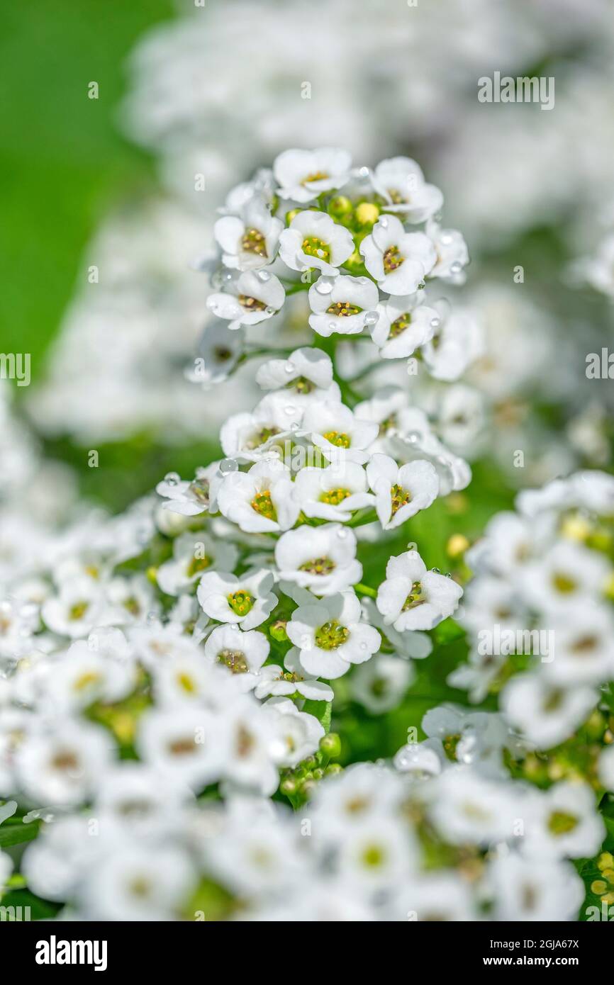Sweet droplet hi-res stock photography and images - Alamy