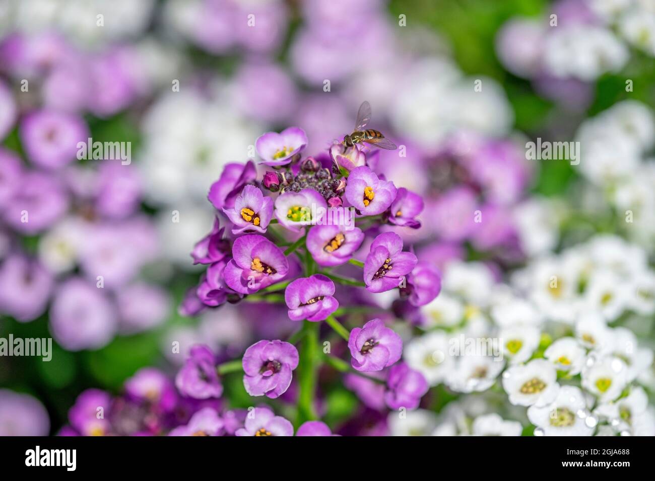 Purple sweet alyssum hi-res stock photography and images - Alamy