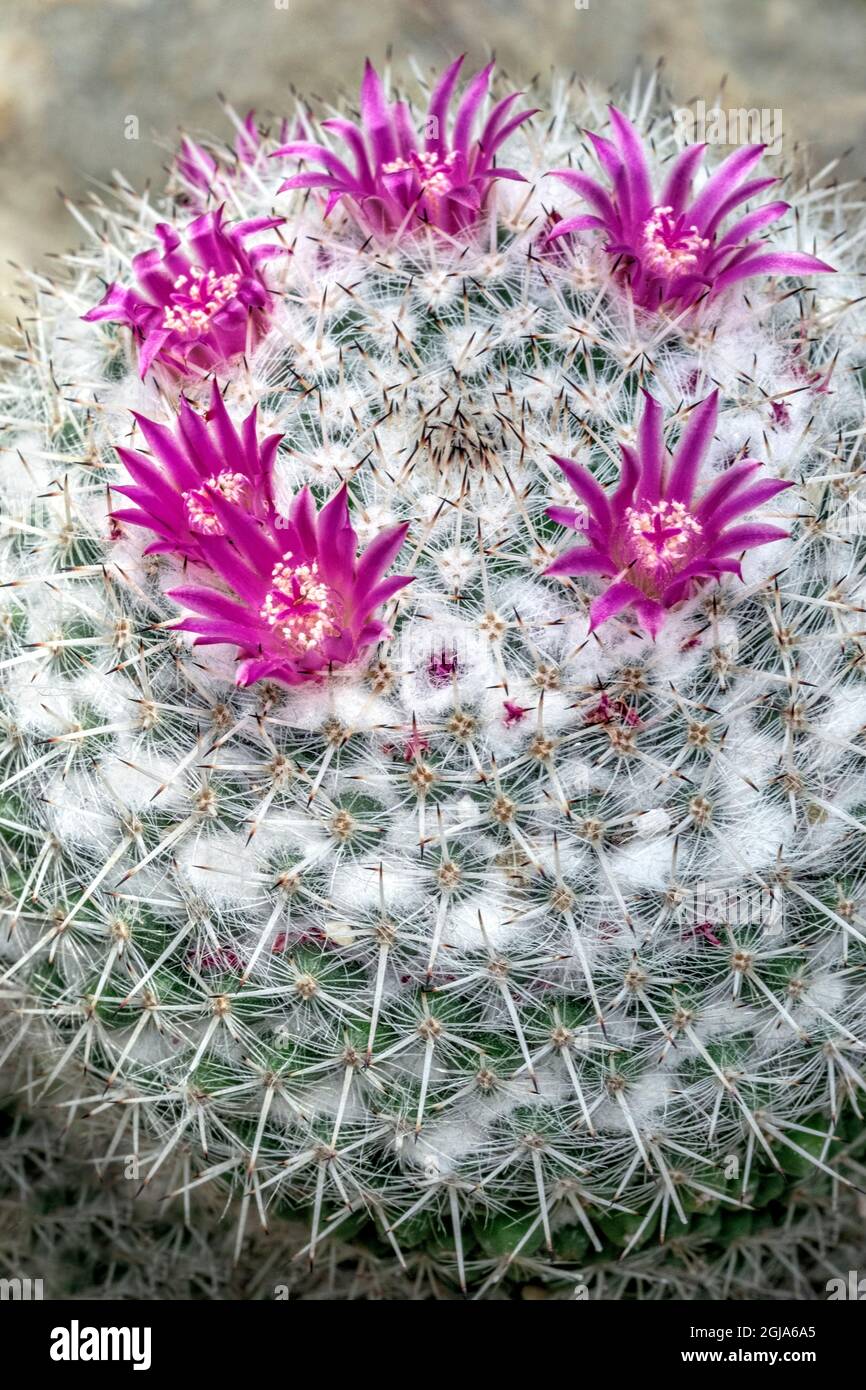 Spiny pincushion cactus Stock Photo Alamy