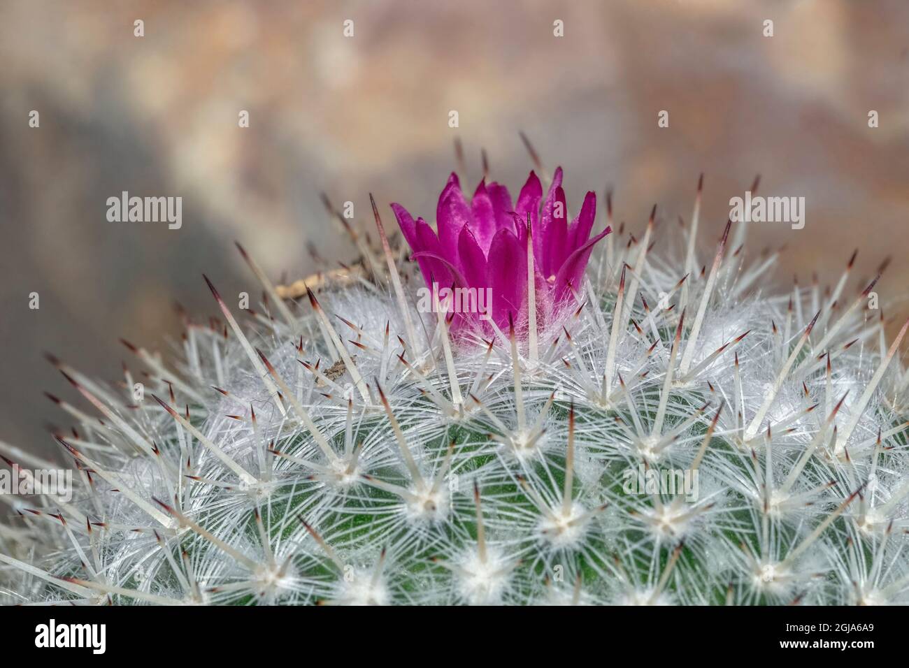 Spiny pincushion cactus Stock Photo Alamy