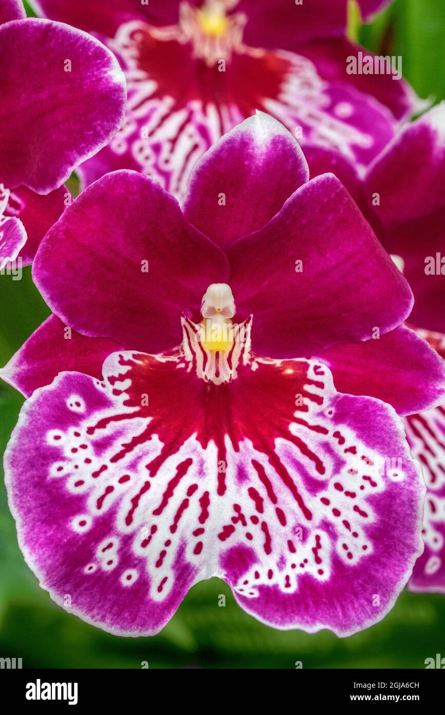Miltoniopsis Orchid Stock Photo