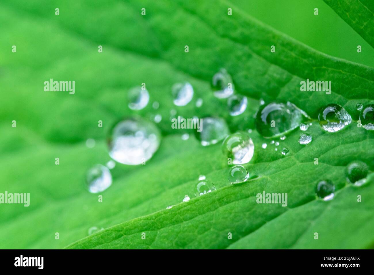 Water droplets on leaf Stock Photo