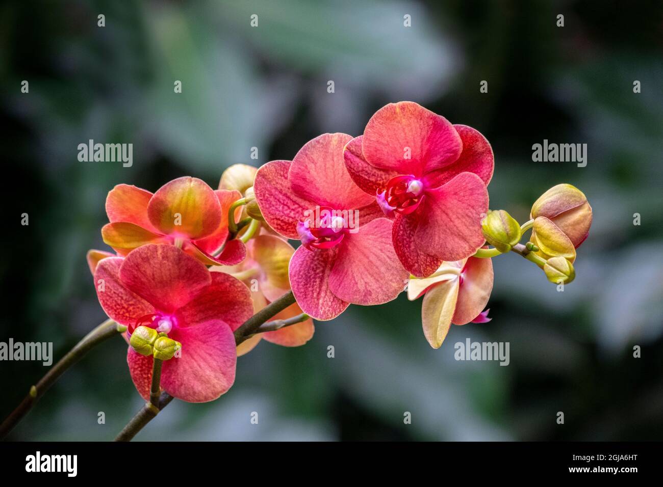 Moth Orchid Stock Photo