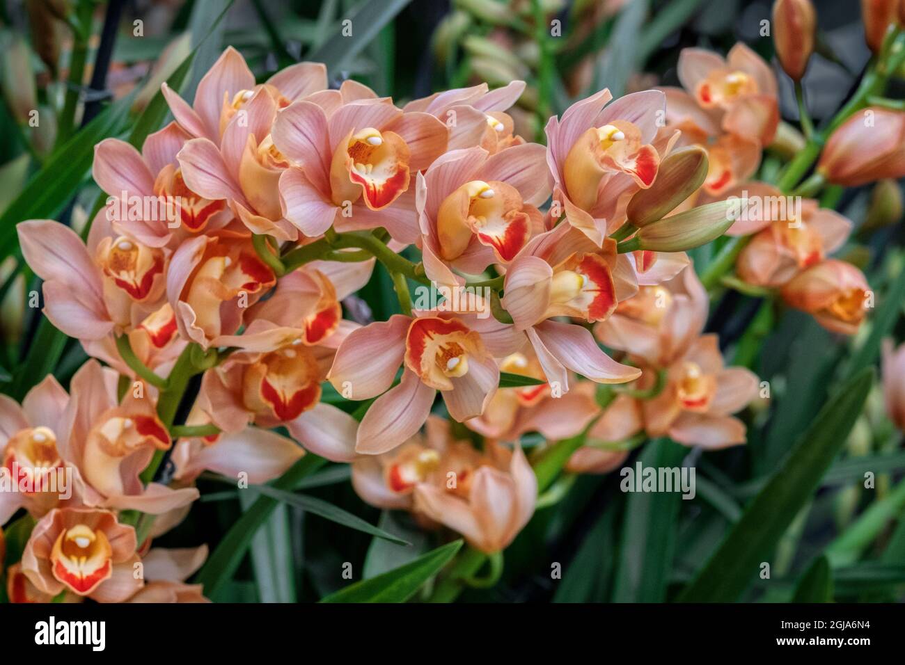 Peach-colored Cymbidium Orchid Stock Photo