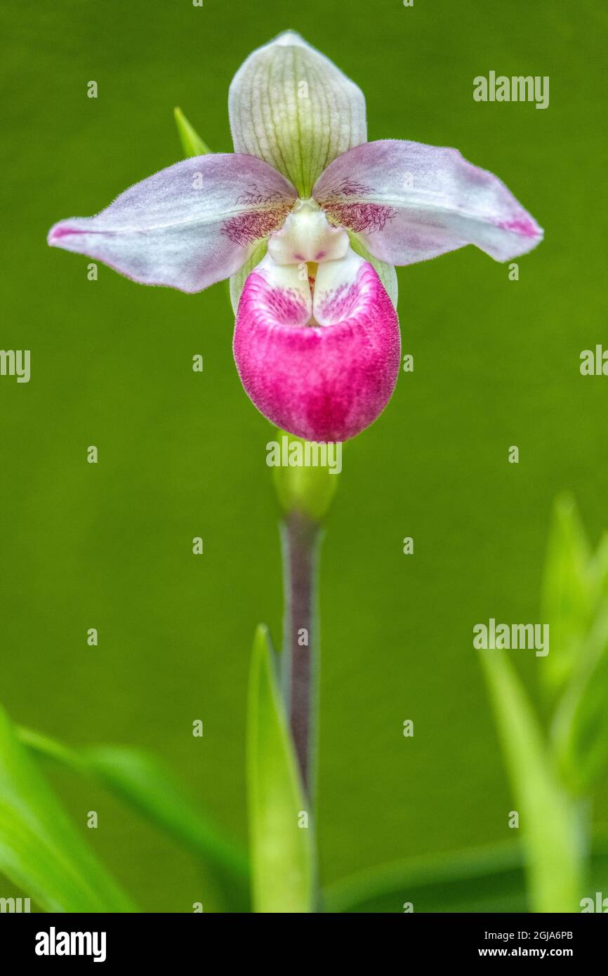 Columbian Orchid Stock Photo