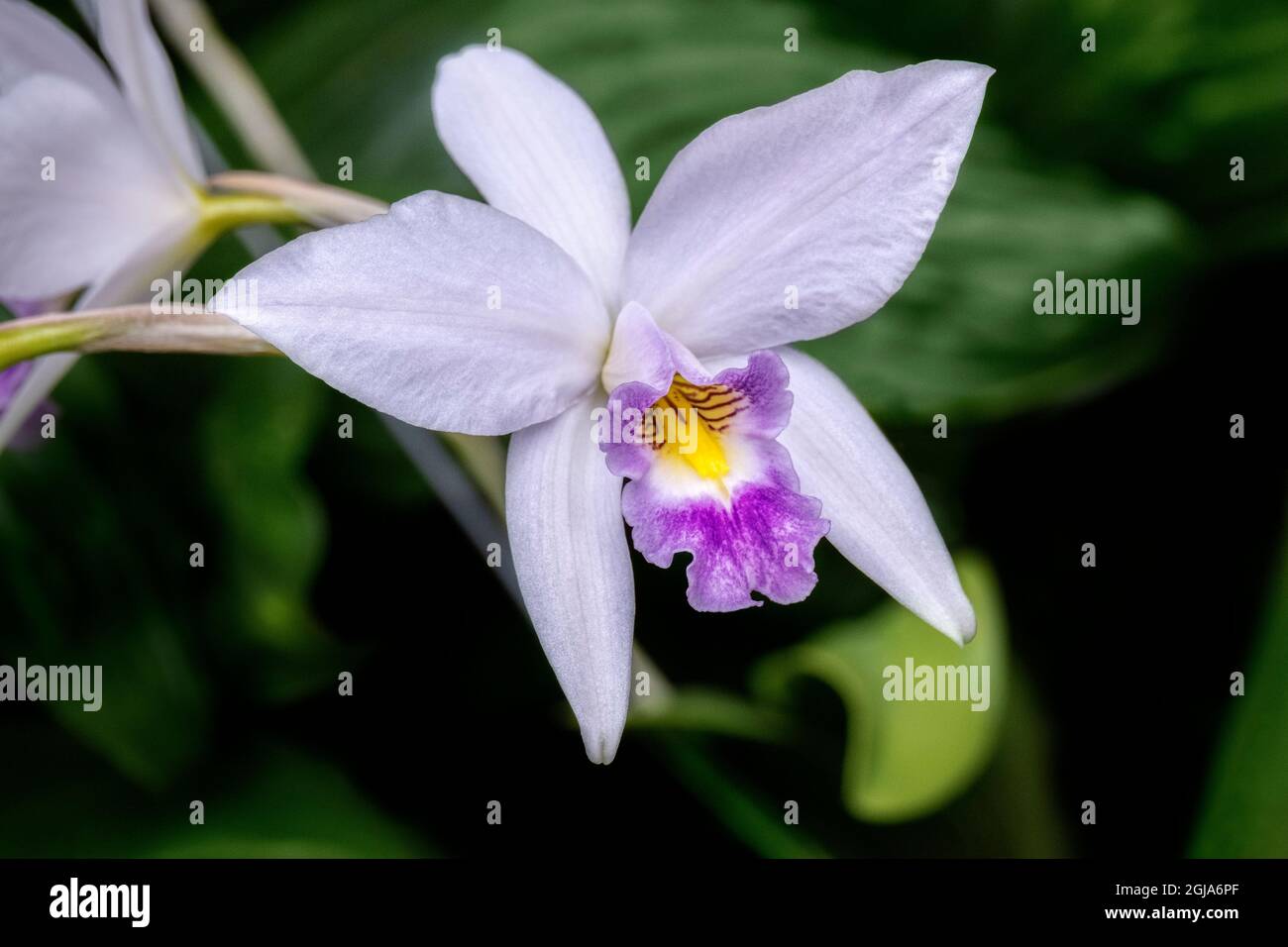 Bamboo orchid, Sugar Cane Orchid Stock Photo