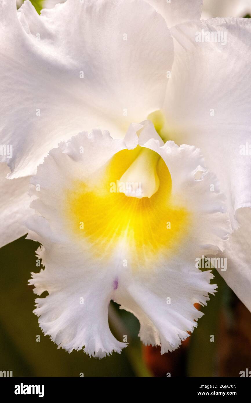 Cattleya orchid Stock Photo