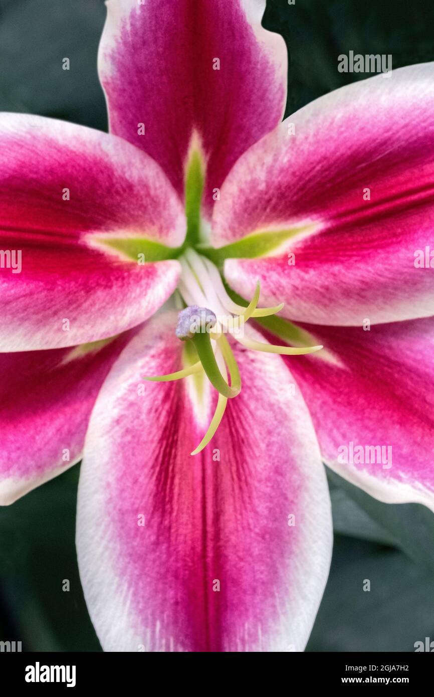 Oriental Trumpet Lily Stock Photo