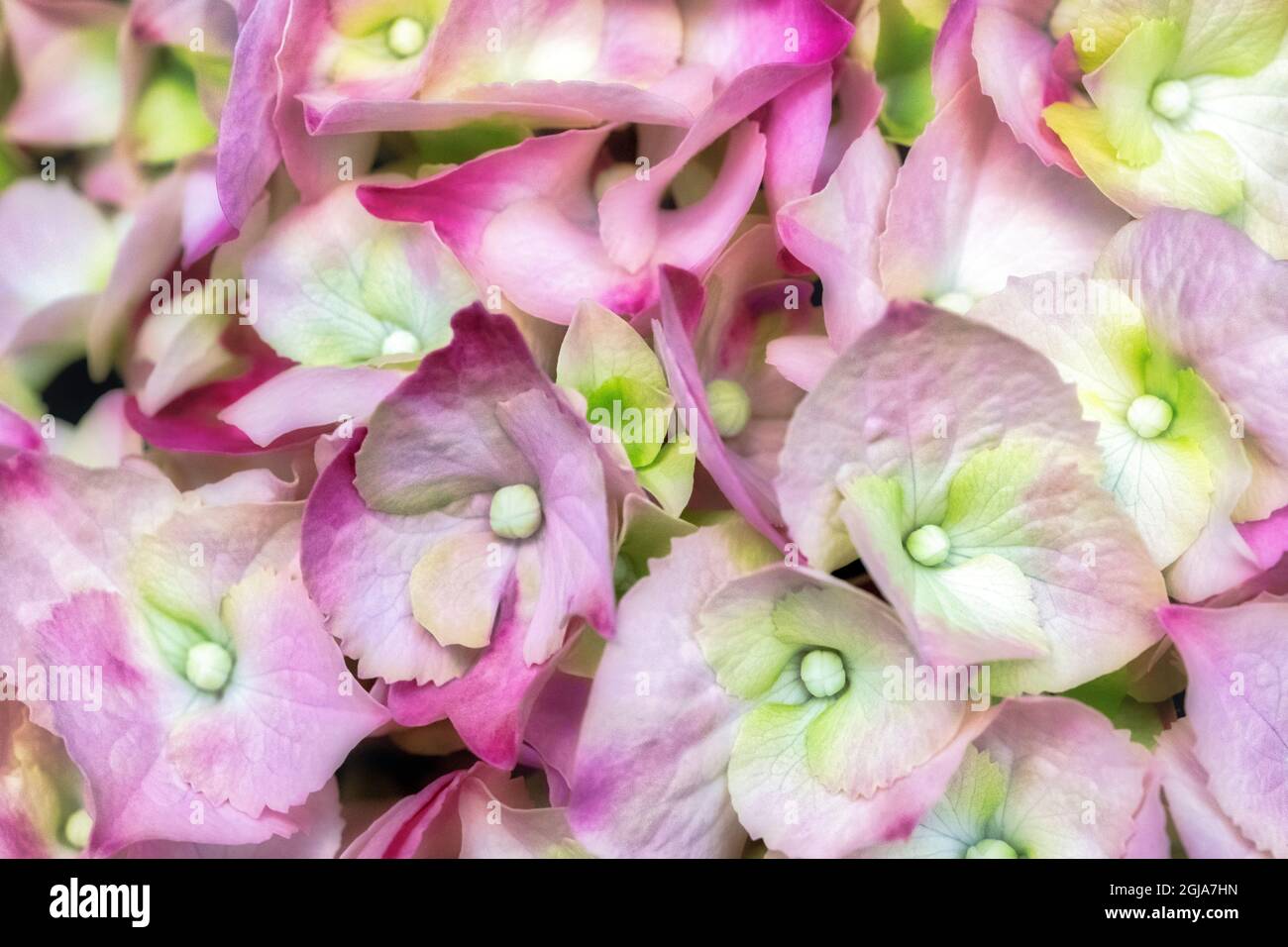 Pink Hydrangea Stock Photo