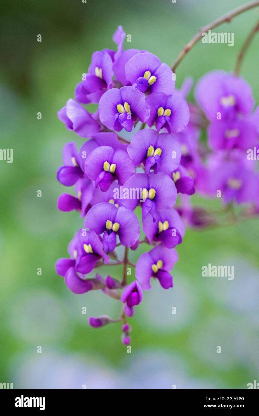 Coral-pea plant Stock Photo