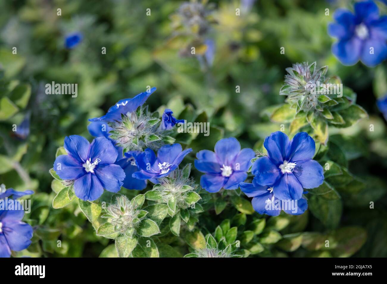 Blue Daze flowers Stock Photo