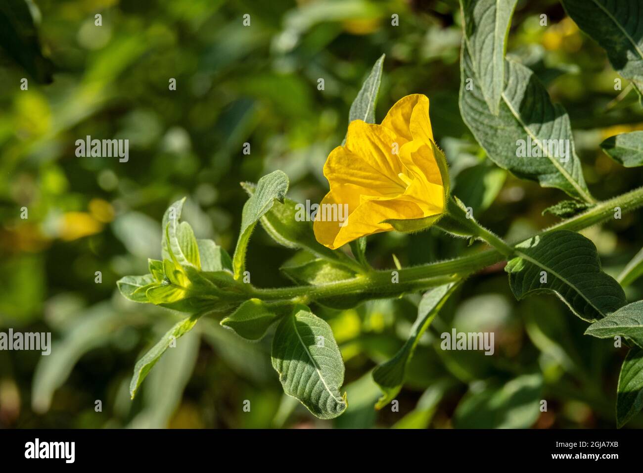 Peruvian primrose-willow plant Stock Photo