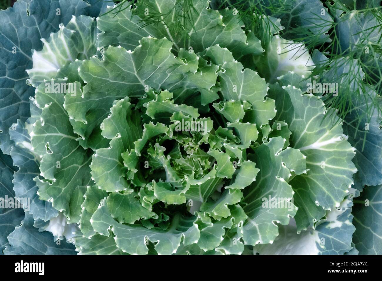 Ornamental Kale Stock Photo