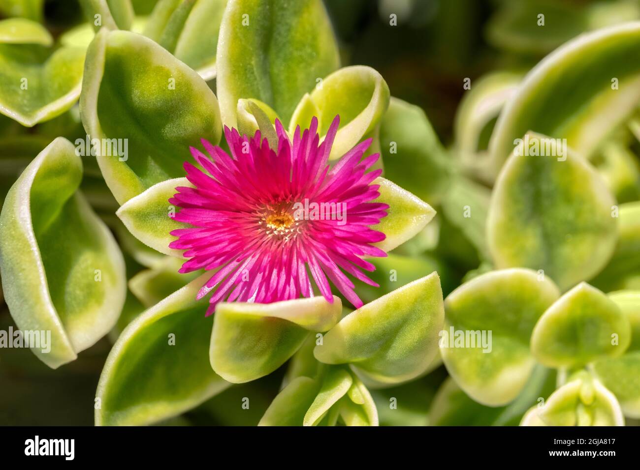 Ice Plant, flowering succulent Stock Photo